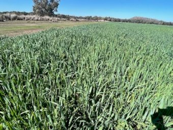 NOP Certified  Organic Oaten Vetch Mix