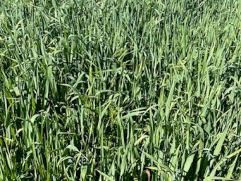 NOP Certified  Organic Oaten Vetch Mix