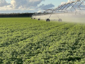Lucerne Hay shedded