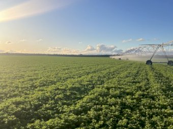 Lucerne Hay shedded
