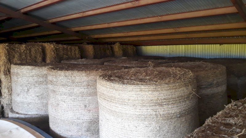 Vetch Hay 5x4 Rolls