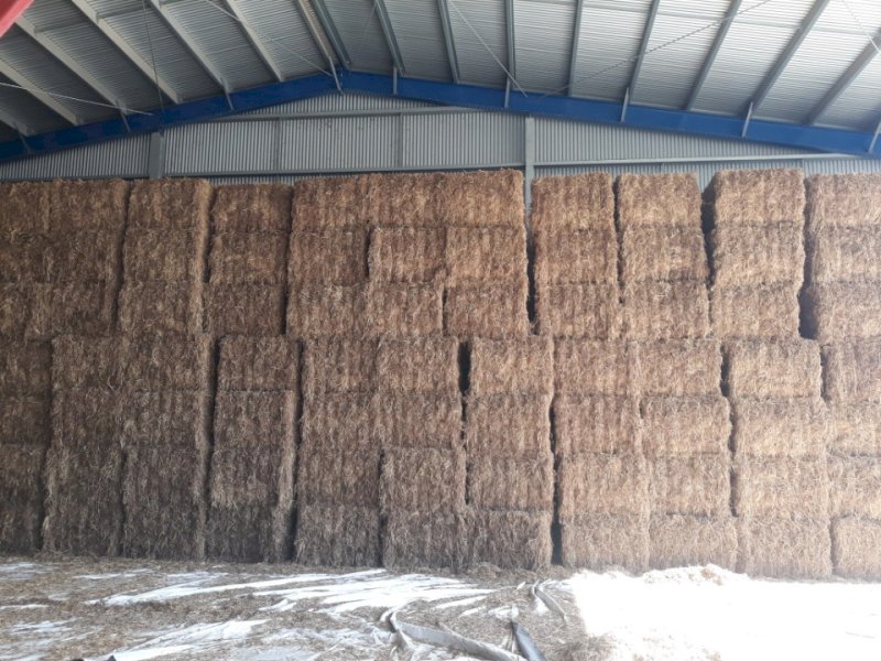 Vetch/Awnless Wheat Mix Hay