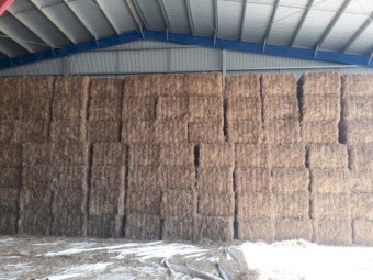 Vetch/Awnless Wheat Mix Hay