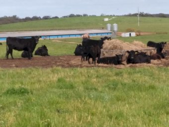 EOI  - 580 ACRES CATTLE/MIXED FARM