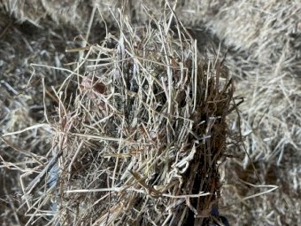 Clover Rye Hay