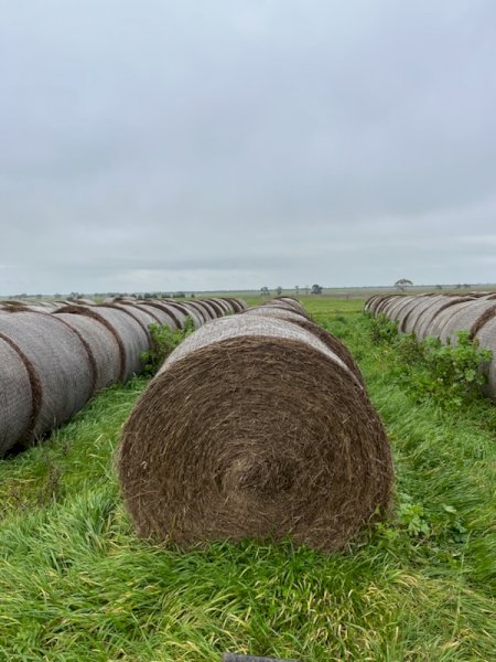 150 X Round Rolls Clover / Rye  4X4 Hay Bales