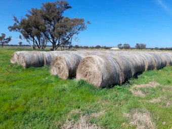 220 x Clover Hay 5x4 Round Bales