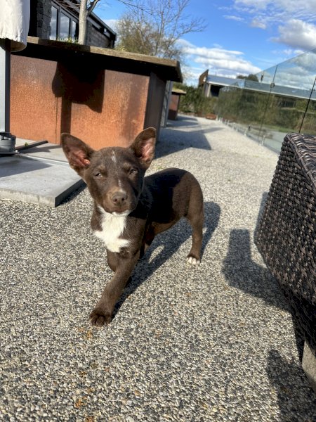Kelpie X Red Healer Pups x 3