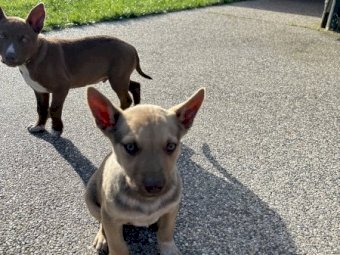 Kelpie X Red Healer Pups x 3