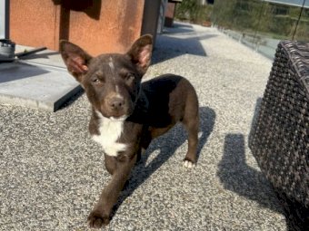 Kelpie X Red Healer Pups x 3
