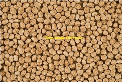 100mt Mandelup Lupins