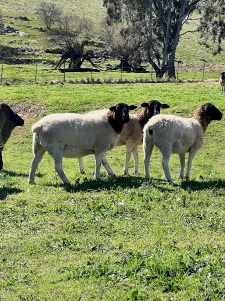 50 x Black Head Dorper Ewes