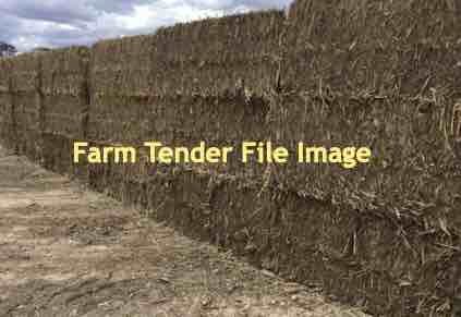 Sorghum stubbles