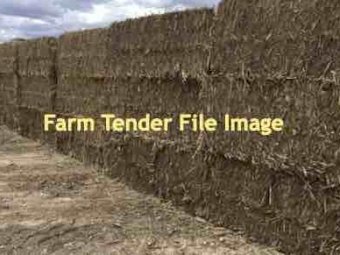 Sorghum stubbles