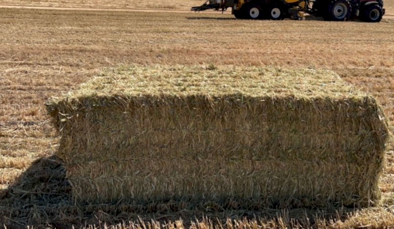 250mt Barley Vetch Hay 650kg 8x4x3 Bales (New Season 23/24)