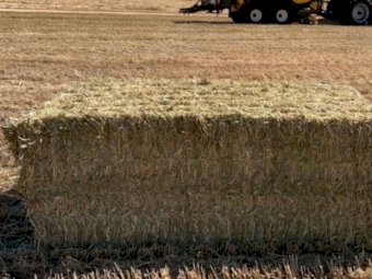 250mt Barley Vetch Hay 650kg 8x4x3 Bales (New Season 23/24)