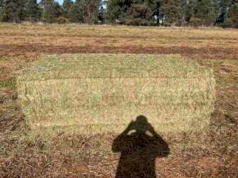 200mt Vetch Hay 8x4x3 Bales 610 kg Av (New Season 23/24)