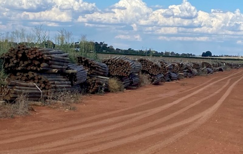 4500 Pine Posts for sale ONO