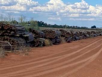 4500 Pine Posts for sale ONO