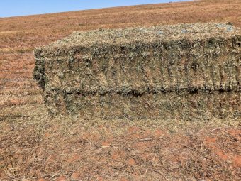 260mt Vetch Hay 700-750kg 8x4x3 Bales (New Season 23/24)