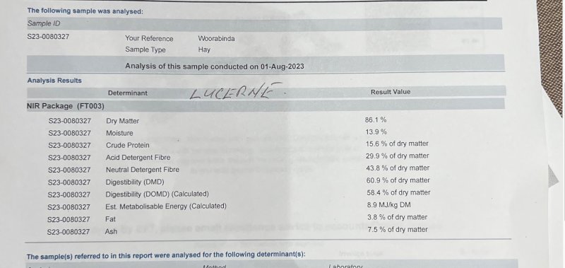 70 mt Lucerne Hay