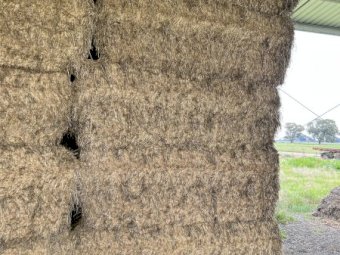 70 mt Lucerne Hay