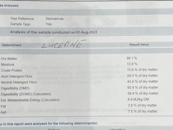 70 mt Lucerne Hay