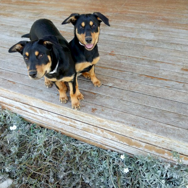 Kelpie Pups For Sale