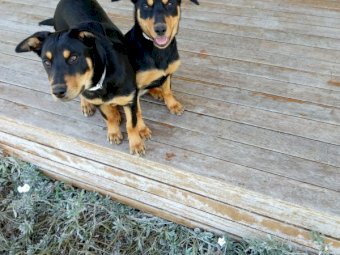 Kelpie Pups For Sale