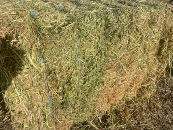 200mt Vetch Hay 650-700kg 8x4x3 Bales (New Season 23/24)