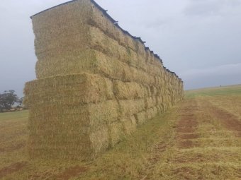 150mt Oaten Hay 650-700kg 8x4x3 Bales (New Season 23/24)