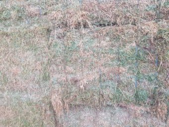180mt Vetch Hay 650-700kg 8x4x3 Bales (New Season 23/24)