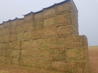 180mt Vetch Hay 650-700kg 8x4x3 Bales (New Season 23/24)