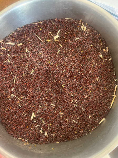 35-40mt Canola