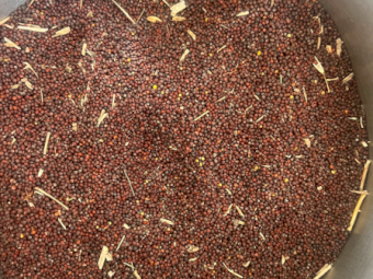 35-40mt Canola