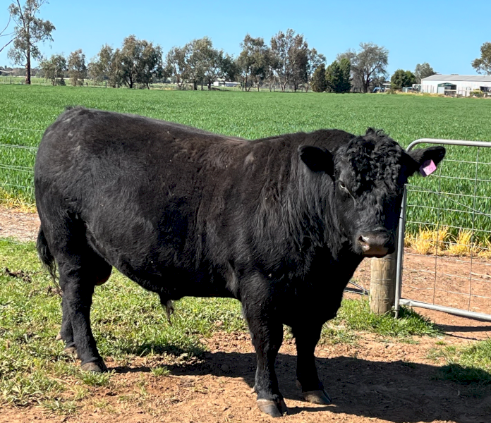 Angus Bull
