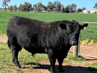 Angus Bull
