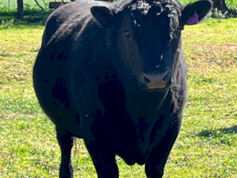 Angus Bull
