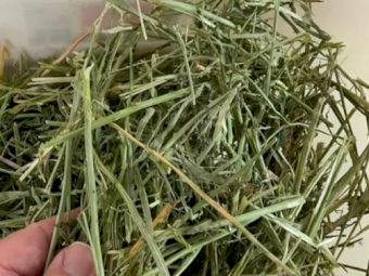 22mt Lucerne Hay 630kg 8x4x3 Bales