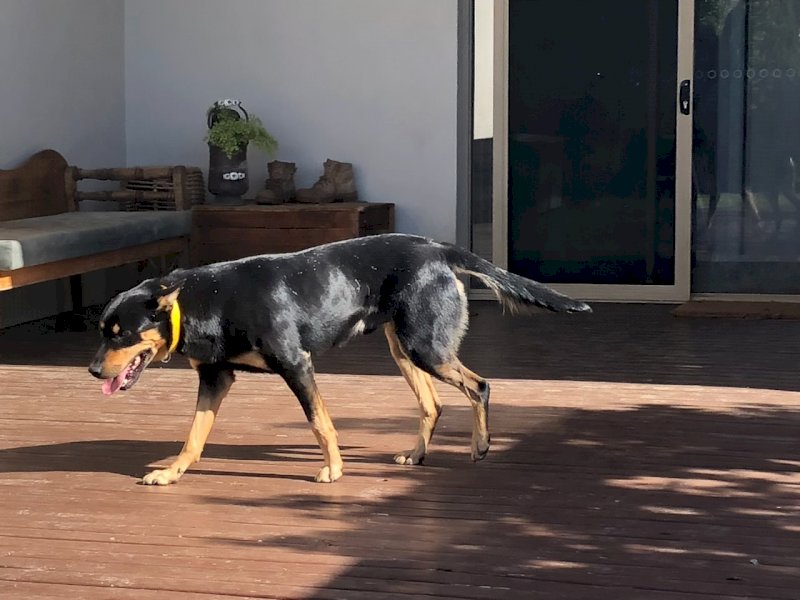 Working Dog