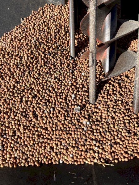 30m/t Field Peas