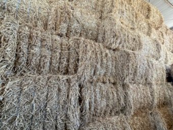 54MT Wheaten Straw 8X4X3 Large Square Bales