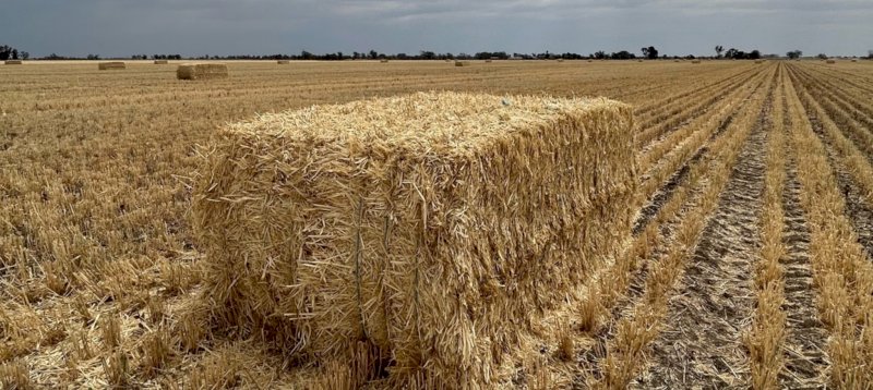 New Season Header Trail Barley Straw