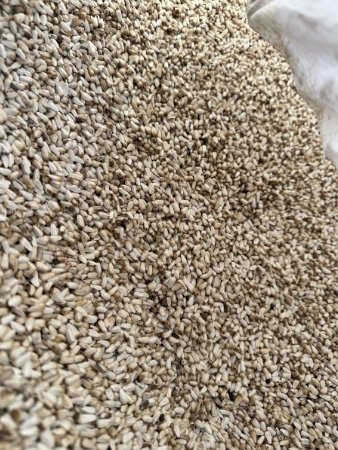 WANTED Safflower Seed
