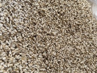 WANTED Safflower Seed