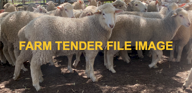 58 x First Cross Border Leicester Ewes