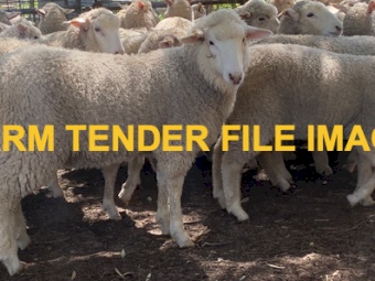 58 x First Cross Border Leicester Ewes