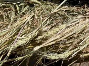 150 x Wheaten Pasture Hay 5x4 Rolls