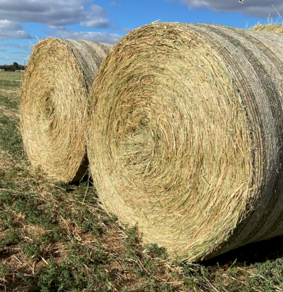 60 x Oaten Lucerne and Pasture Hay 5x4 Rolls