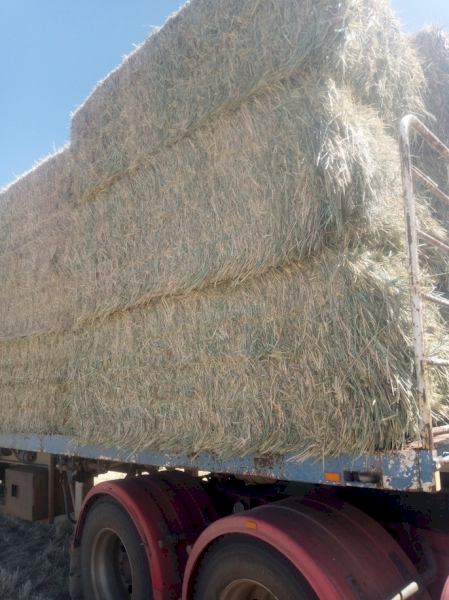 150mt Wheaten and Ryegrass Hay 650kg 8x4x3 Bales